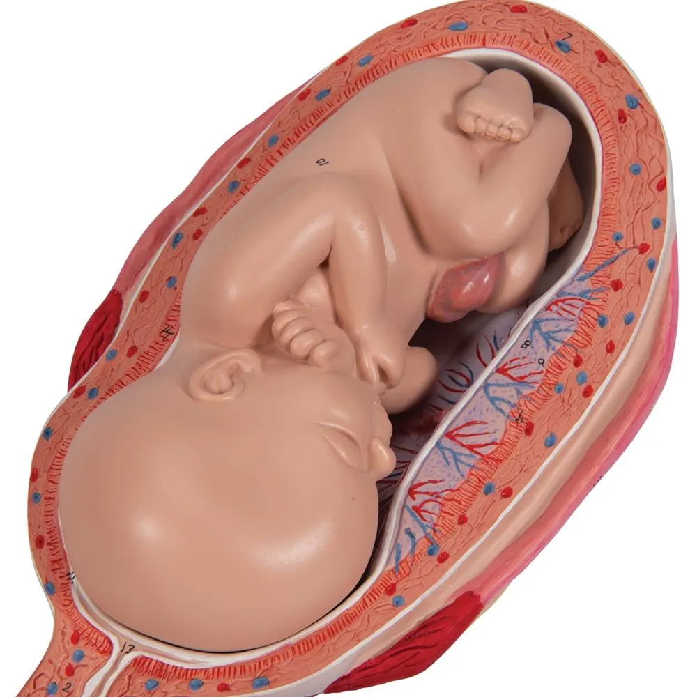 Pregnancy Series - 5 Models
