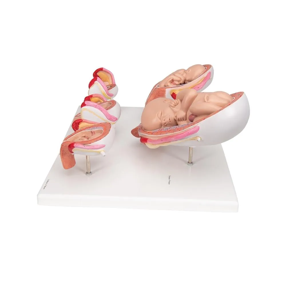 Pregnancy Series - 5 Models