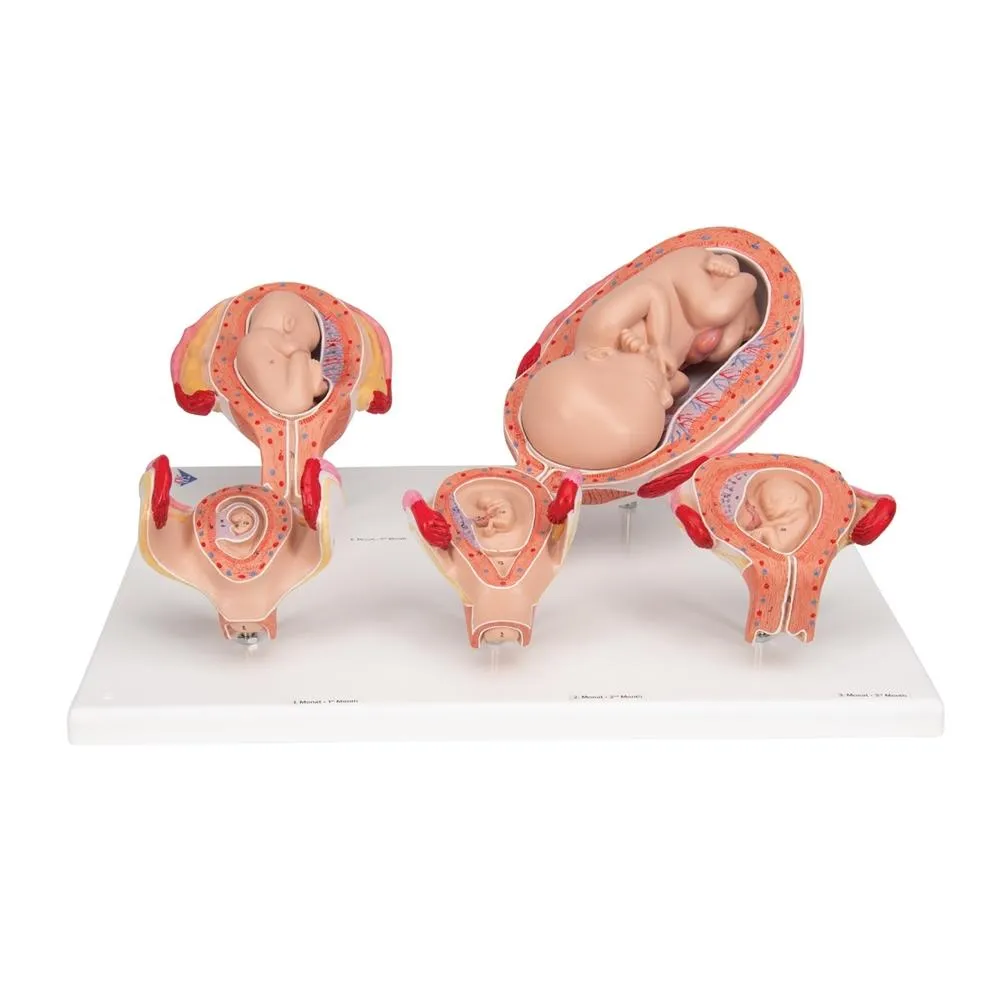 Pregnancy Series - 5 Models