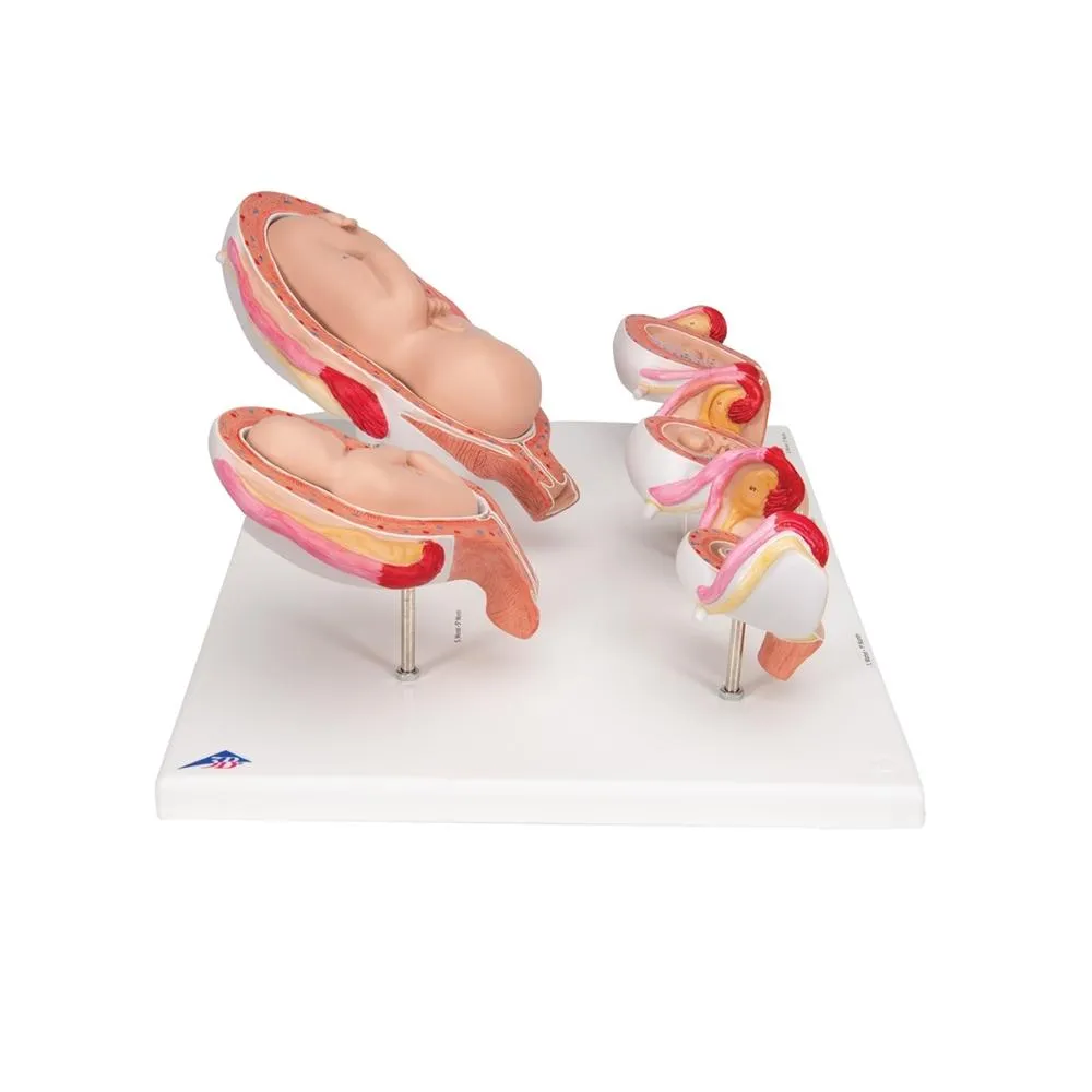 Pregnancy Series - 5 Models
