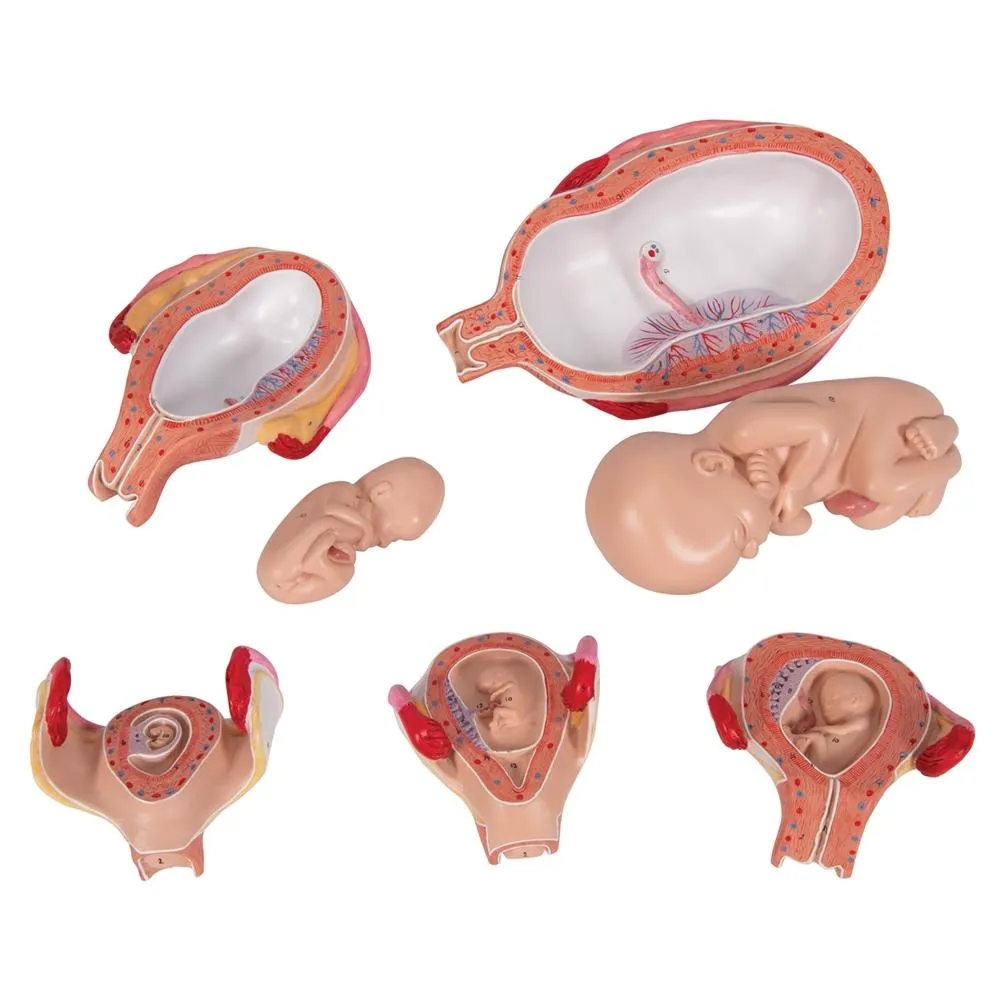 Pregnancy Series - 5 Models